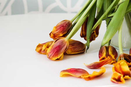 Withered flowers. Dry tulips in the sun. Fallen flowers. Bouquet of flowers in a vase on the table....