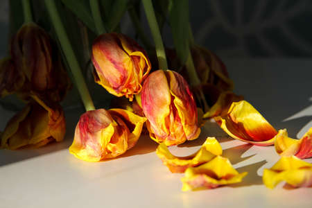 Withered flowers. Dry tulips in the sun. Fallen flowers. Bouquet of flowers in a vase on the table. After the holiday. Bad bouquet. old holiday gift. Leaves on the table. tragic picture.の写真素材