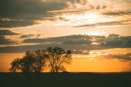 Silhouettes of trees at sunset. Journey through the African savannas. Sunset in the clouds. Withered tree against the backdrop of the sun. Dry branches close-up.の写真素材