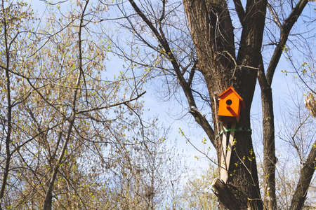 bird feeders. Feeding birds in the forest. Birdhouse on a tree. Caring for animals in the wild.