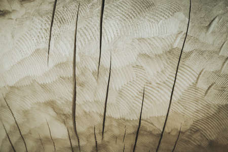 Texture wooden closeup. natural wood texture. The board is painted.の写真素材
