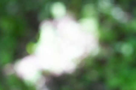 abstract background. Background in blur out of focus. Texture in shades of green. Bokeh in the...