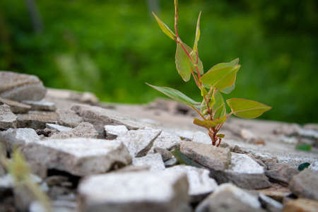 The power of growth. Sprouted sprout through the asphalt. The plant broke through the concrete....