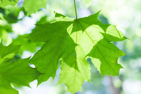 Background from green leaves of a tree in bright sunshine. Summer park on a sunny day. Green leaves...