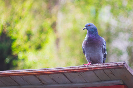 Pigeon in the park. Bird in the city. The dove looks into the camera. Pigeon farm.の写真素材