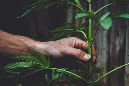 Agronomist and hemp. Industrial cultivation of hemp on a farm.の写真素材