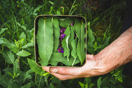 Collection of medicinal herbs. The herbalist collects sage. herbal treatment. natural medicine. herbal collection. Agronomist checks the quality of the crop.の写真素材