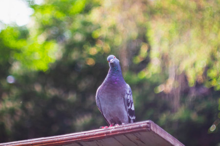 Pigeon in the park. bird in the city. The dove looks into the camera. pigeon farm.の写真素材