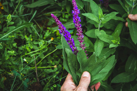 Collection of medicinal herbs. The herbalist collects sage. herbal treatment. natural medicine....