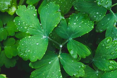 Dew on the grass. Morning leaves of green grass. summer freshness. Green meadow in the morning.