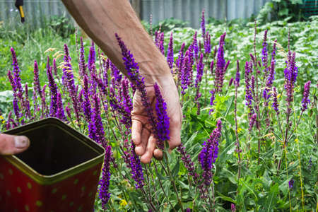 Collection of medicinal herbs. The herbalist collects sage. herbal treatment. natural medicine. herbal collection. Agronomist checks the quality of the crop.の写真素材
