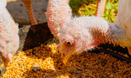 Turkey cubes. little turkeys. Feeding and caring for birds. Poultry farm. Village living and farming. Turkish bird.の写真素材