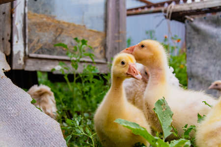 gosling. Poultry farm for breeding geese. Little goose chicks in the grass. Feeding and caring for pets.の写真素材