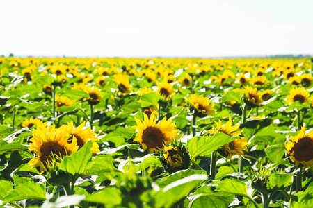 Sunflower cultivation. Sunflower blooms in the field. Farm for the production of sunflower oil. Oil import and export.の写真素材