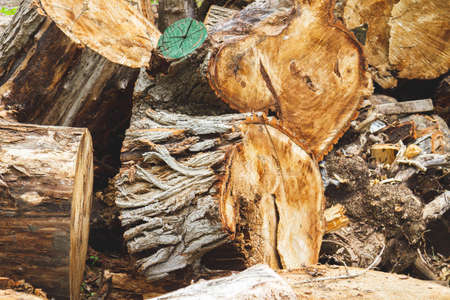 The problem of deforestation. Export of timber from the country. Firewood and hemp left after...