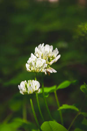 Beautiful flowers in the green grass. Flower close-up in the thicket. Summer meadow with flowering...