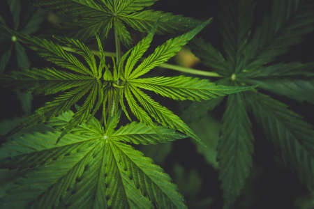 Cannabis bush close-up. Cultivation of hemp fields. Irrigation and cultivation of cannabis. leaves background.の写真素材