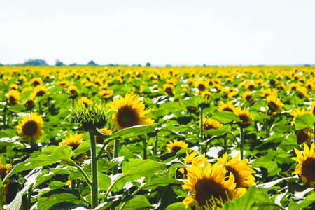 Sunflower cultivation. Sunflower blooms in the field. Oil import and export.