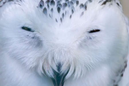 White northern owl. Close-up yellow eyes of a white snowy owl. Birds in captivity.の写真素材