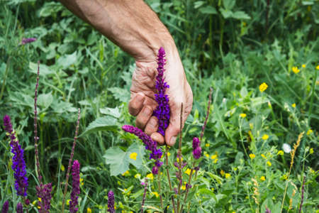 Collection of medicinal herbs. The herbalist collects sage. herbal treatment. natural medicine....