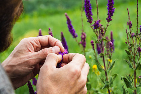 Collection of medicinal herbs. The herbalist collects sage. herbal treatment. natural medicine....