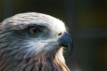 American eagle at the zoo. Hawk in captivity. Bird of the hawk family. American symbol of the nation.の写真素材