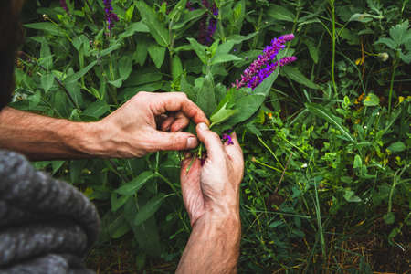 Collection of medicinal herbs. The herbalist collects sage. herbal treatment. natural medicine. herbal collection. Agronomist checks the quality of the crop.の写真素材