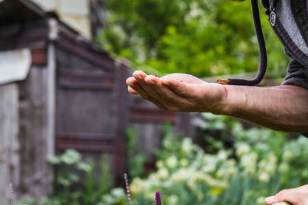 Collection of medicinal herbs. The herbalist collects sage. Herbal treatment. natural medicine....