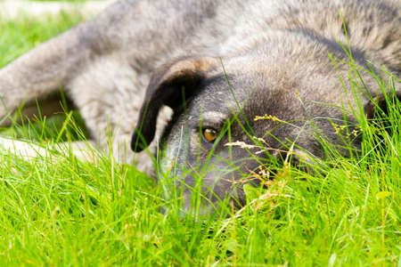 The yard dog lies in the grass. Dog in the summer sun. Tired dog is resting in the meadow. Bright sunny day.の写真素材