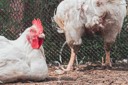 Chicken. Farming. Breeding chickens. Rooster close-up. Poultry in a cage.の写真素材