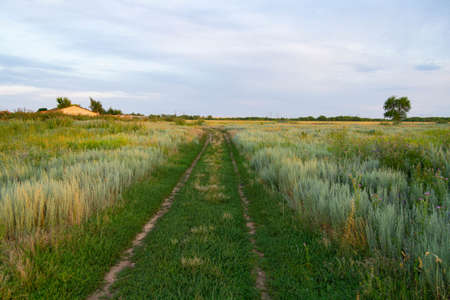 Beautiful sunset in the field. Landscape at sunset. Flowers and grass in the sun. The bright light of the sun illuminates the field.の写真素材