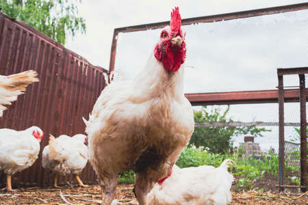 Chicken. Farming. Breeding chickens. Rooster close-up. Poultry in a cage.の写真素材