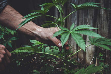 Agronomist and hemp. Industrial cultivation of hemp on a farm. Manufacture of oil and threads. Hands holding a cannabis bush.の写真素材