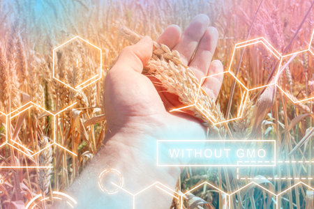 Healthy and natural wheat. Chemical formula and natural ingredients. The concept of natural...
