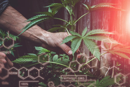Breeding of new varieties of cannabis. Chemical formulas in plant growing. The chemical composition...