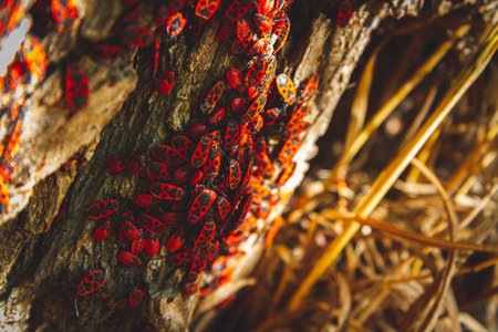 Red bug. Accumulation of soldier bugs. Red beetles in sun. Flock of insects in bright sunlight on...