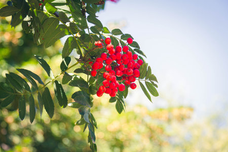 Red berries of rowan. Ripe orange rowan berries close-up grow in clusters on branches.