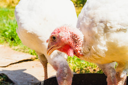 Turkey cubs. Little turkeys. Feeding and caring for birds. Poultry farm. Village life and farming. Turkey bird.の写真素材