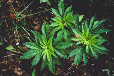 Cannabis bush close-up. Cultivation of hemp fields. Irrigation and cultivation of cannabis. Leaves background.の写真素材