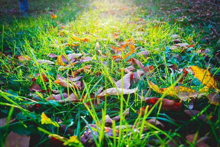 Beautiful yellow autumn leaves lie in bright green grass. End of summer period..の写真素材