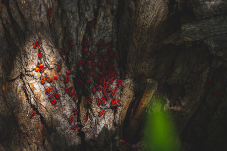 red bug. Accumulation of soldier bugs. Red beetles in the sun. Flock of insects in bright sunlight...