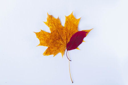 Autumn maple leaf yellow on white background. Dry leaf fallen from tree..