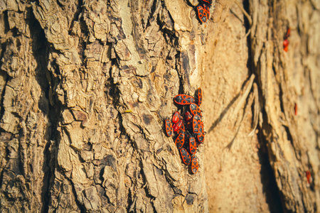 Red beetles on bark of tree close-up. Red bugs on tree..の写真素材