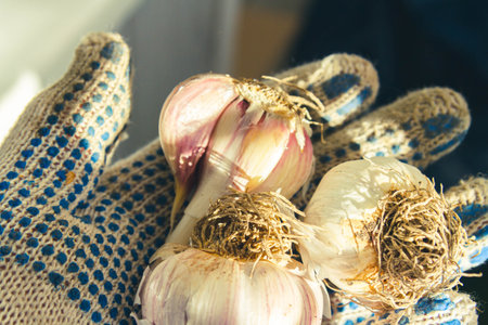 Garlic in hand of farmer in gloves in bright rays of autumn sun..の写真素材