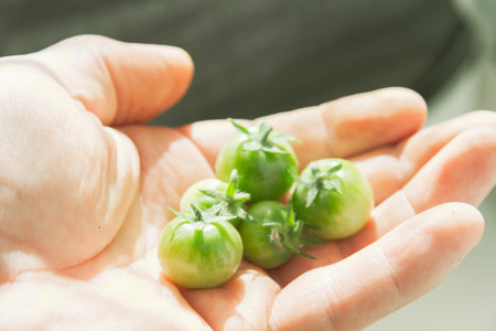 Green cherry tomatoes in open palm of man. Small tomatoes in bright glare of sun..の写真素材