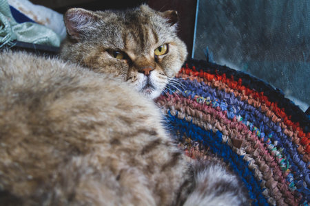 Scottish cat. Fold-eared Scotsman. Beautiful cat close-up. Large fluffy purebred cat. Pet.の写真素材
