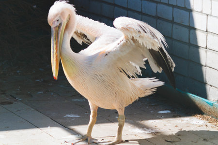 Large white pelican with pink plumage. Close-up portrait of a pink pelican.Bird in captivity. Zoo and animals.の写真素材