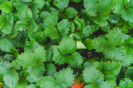 Background from green grass. Green leaves with water drops close up. Green fresh vegetation.の写真素材