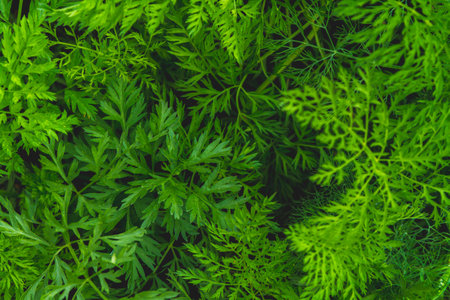 Background from green grass. Green leaves with water drops close up. Green fresh vegetation.の写真素材