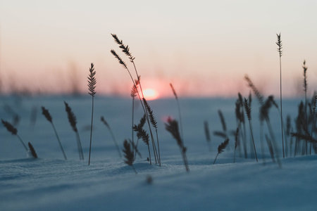 Frosty winter sunset in the field. Beautiful sunset in the snowy desert. Ice and sun..の写真素材